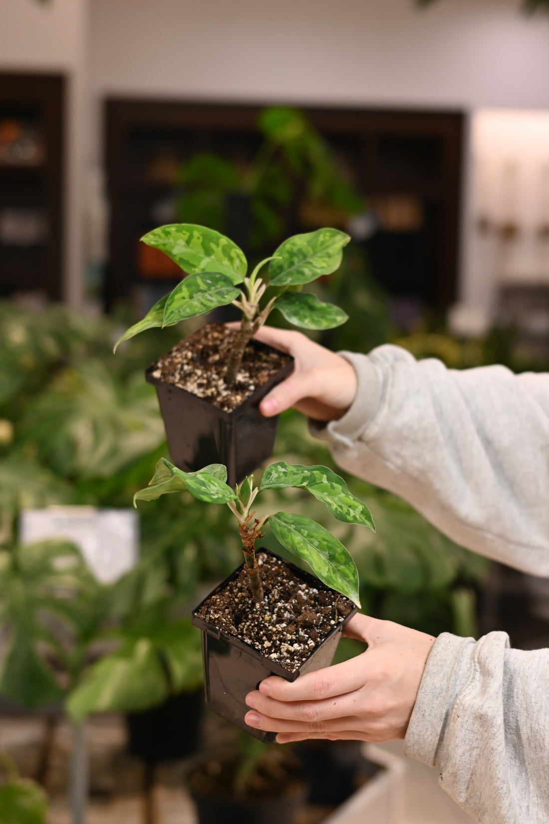 Aglaonema Pictum Tricolor