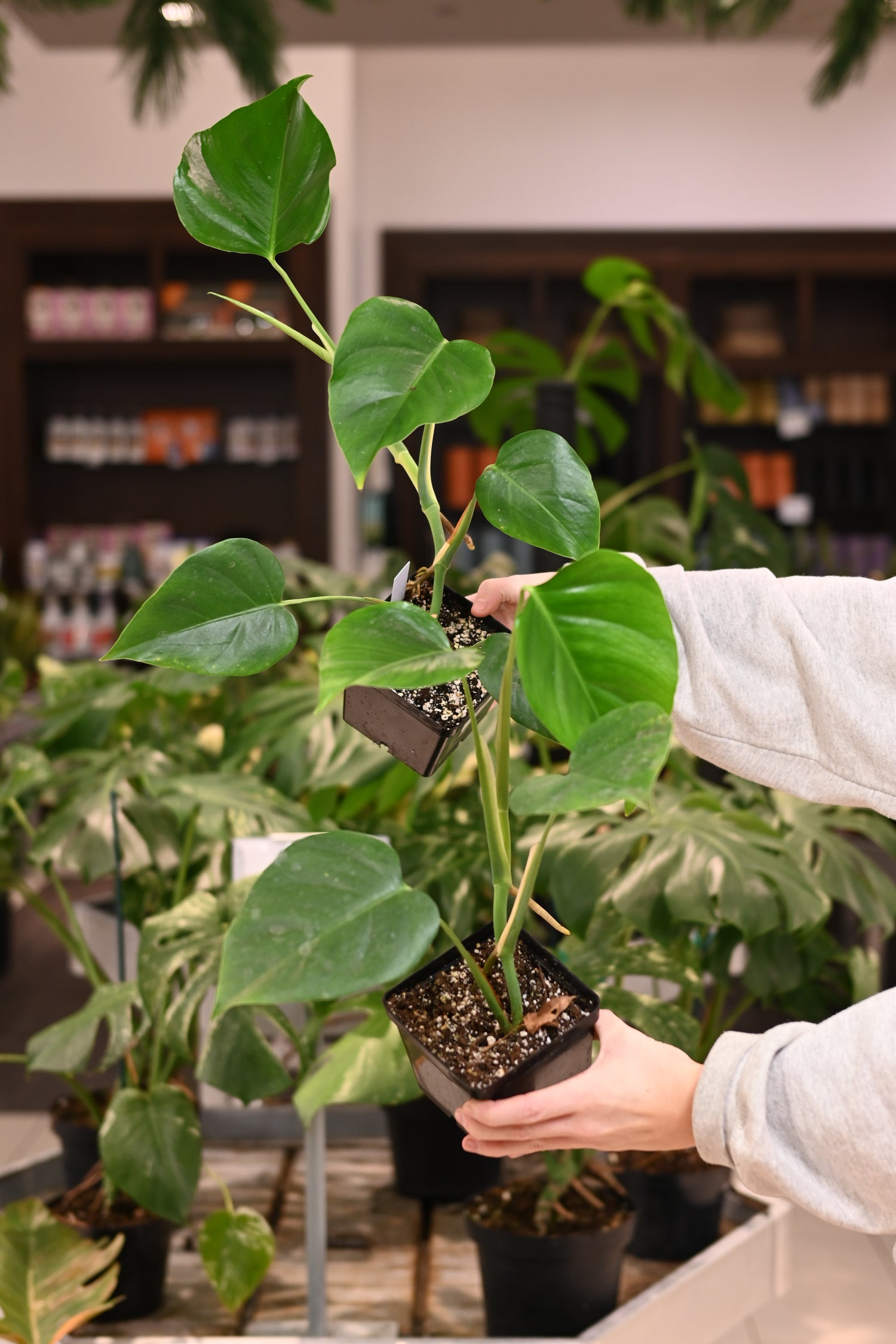 cloning monstera Monstera Sierrana (Hawaiian Clone)