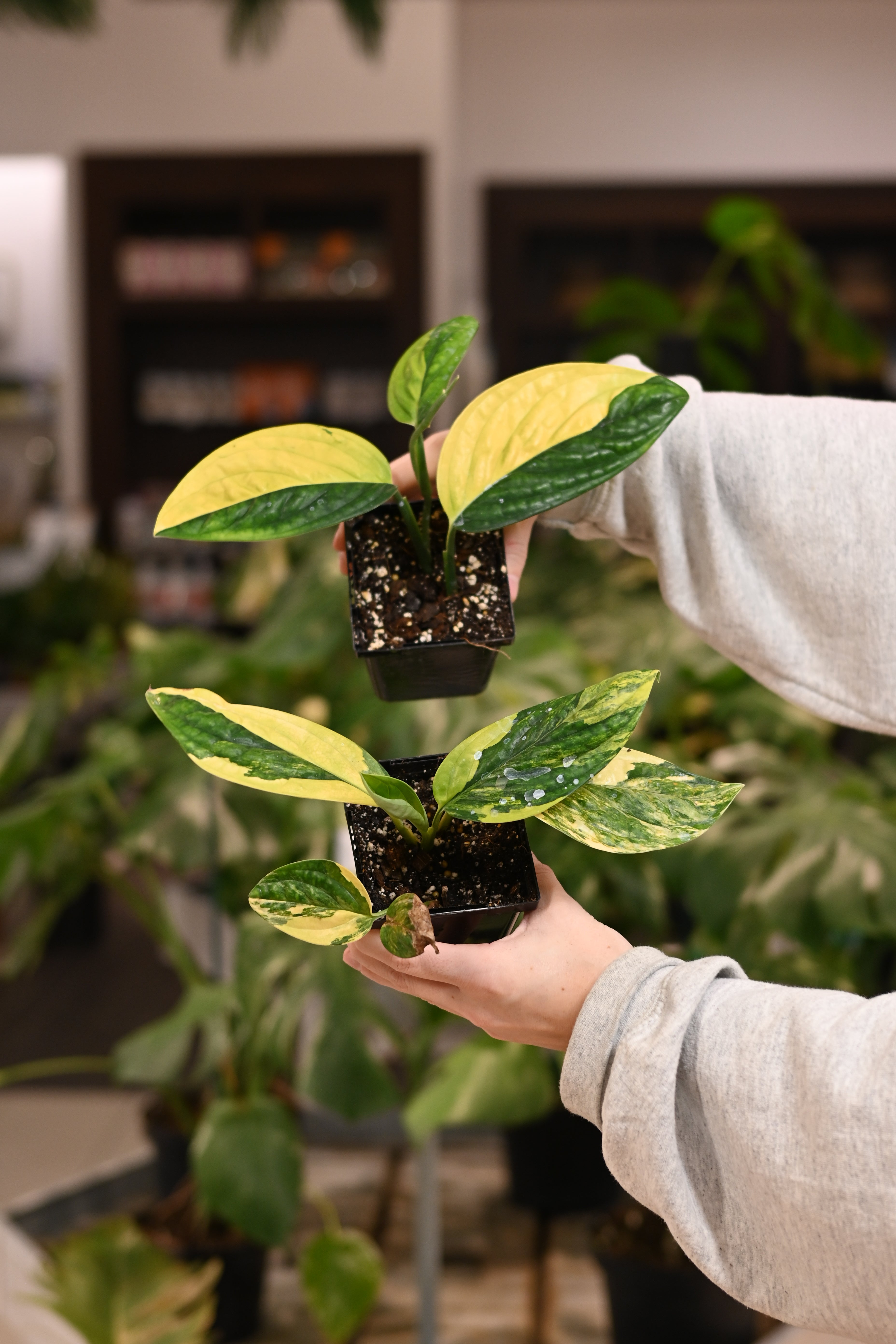 Monstera Peru Variegated