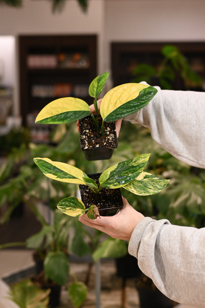 Monstera Peru Variegated