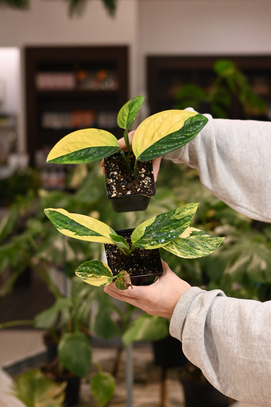 Monstera Peru Variegated