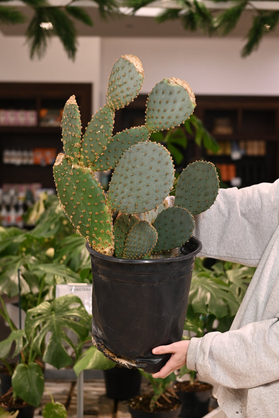 Purple Prickly Pear Cactus
