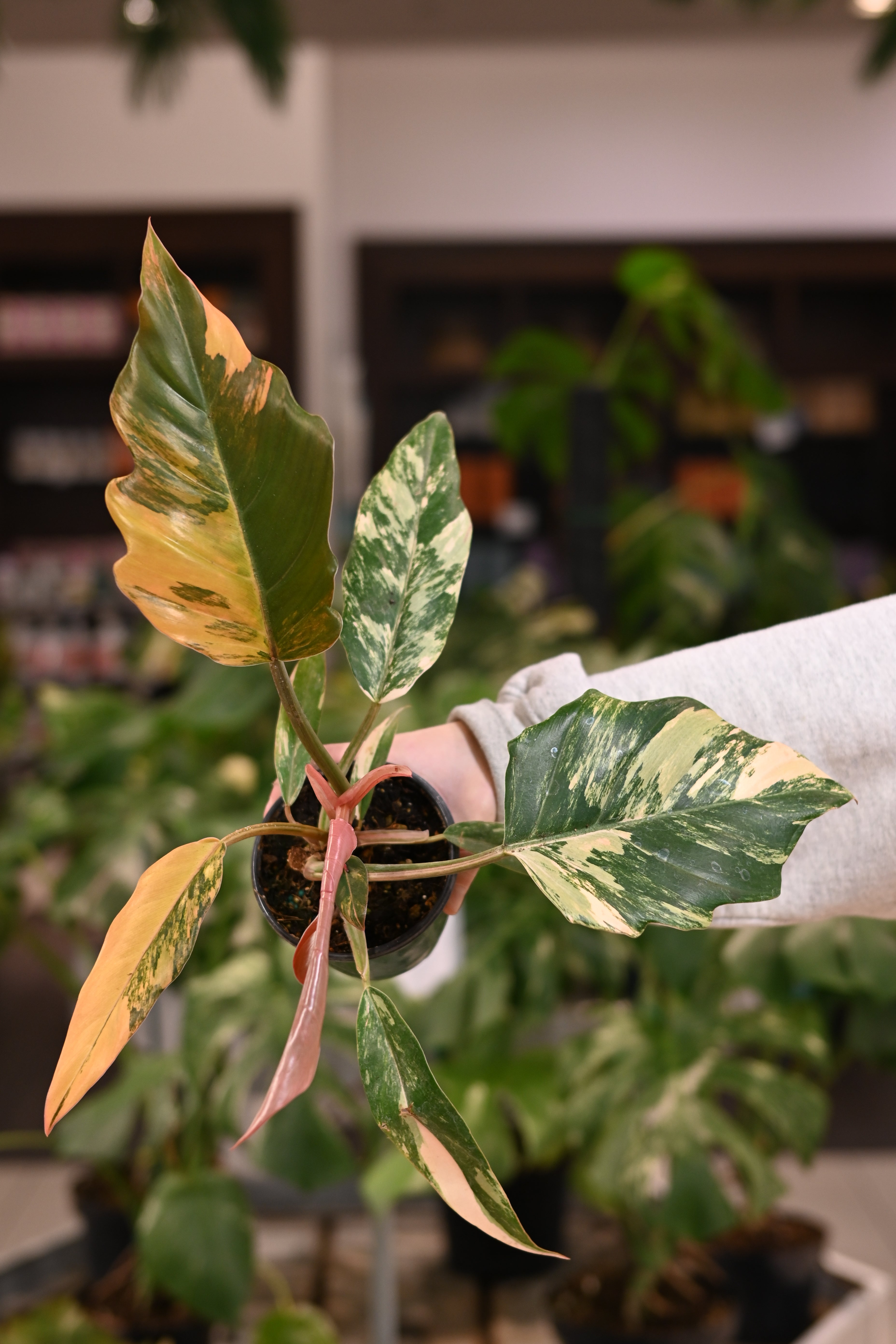 Philodendron Caramel 「05」Philodendron caramel marble