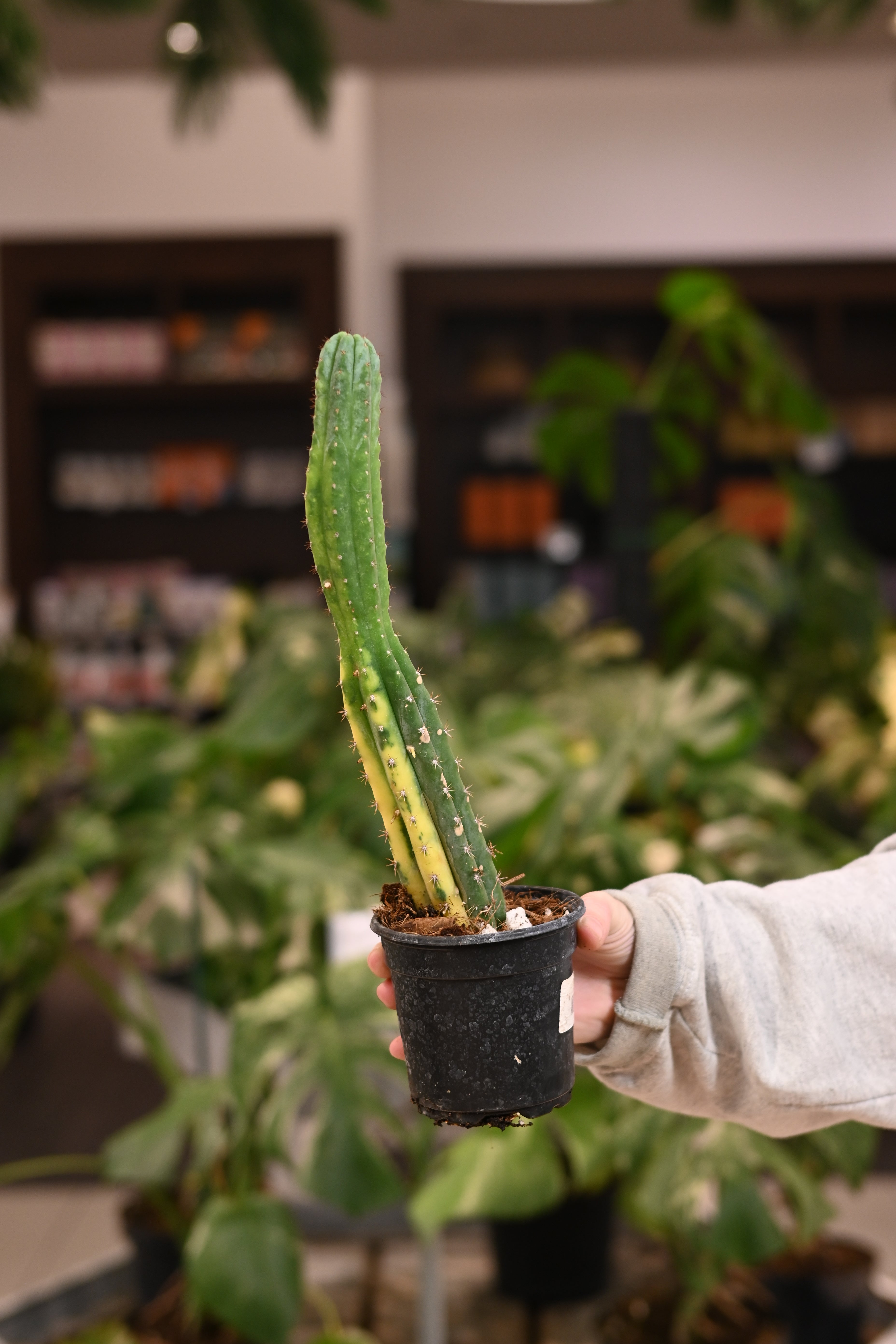 Blue Candle Cactus Variegated