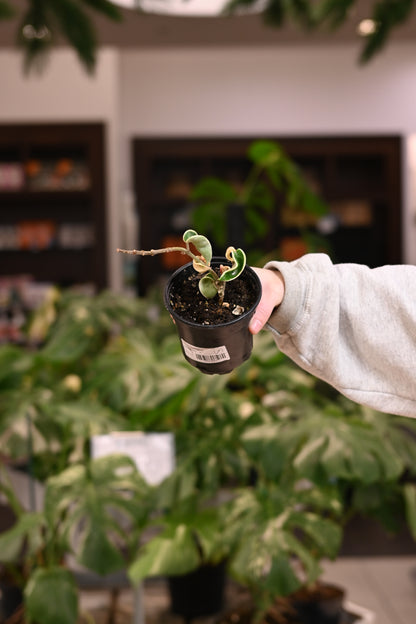 Hoya Compacta Variegated