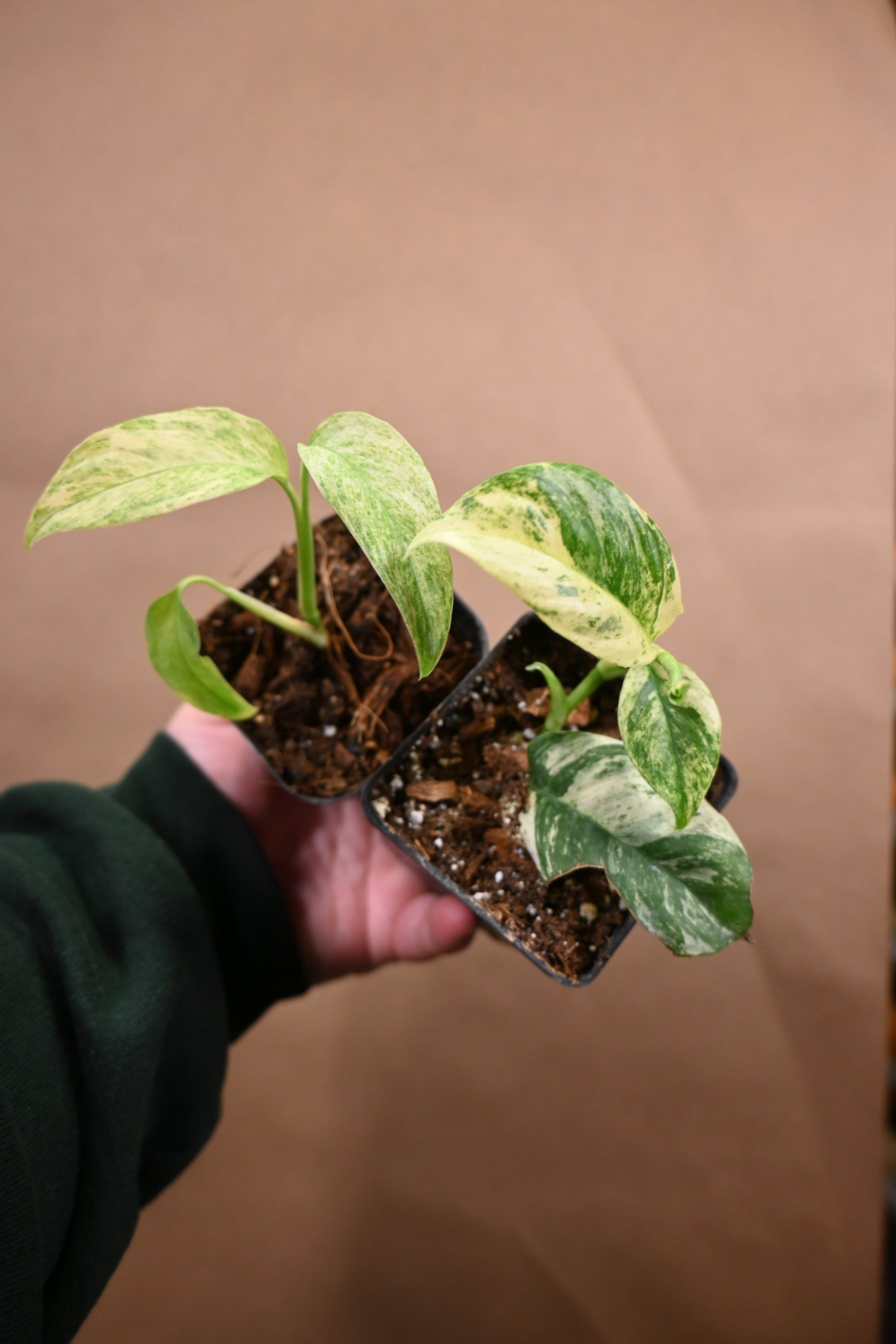 Variegated Monstera/Rhaphidophora Bundle – Lost in the Forrest