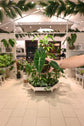 Alocasia Frydek