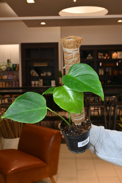 Monstera Sierrana (Mexican Clone)