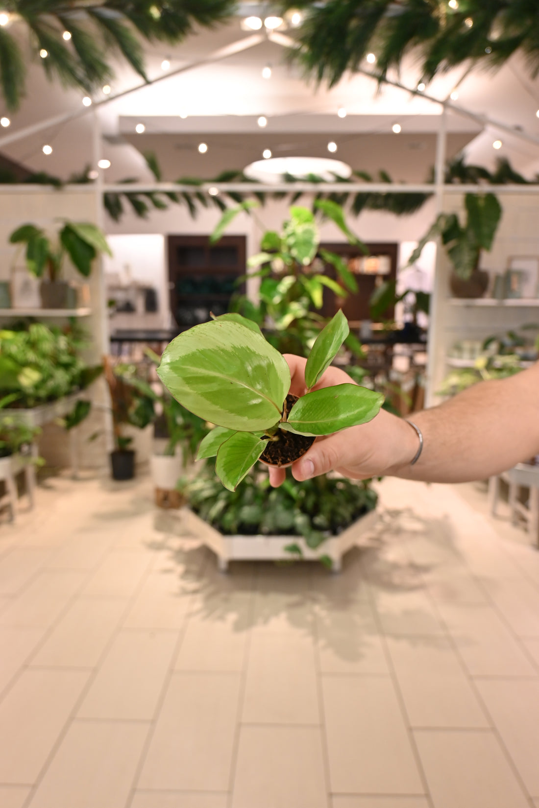 Calathea Gecko
