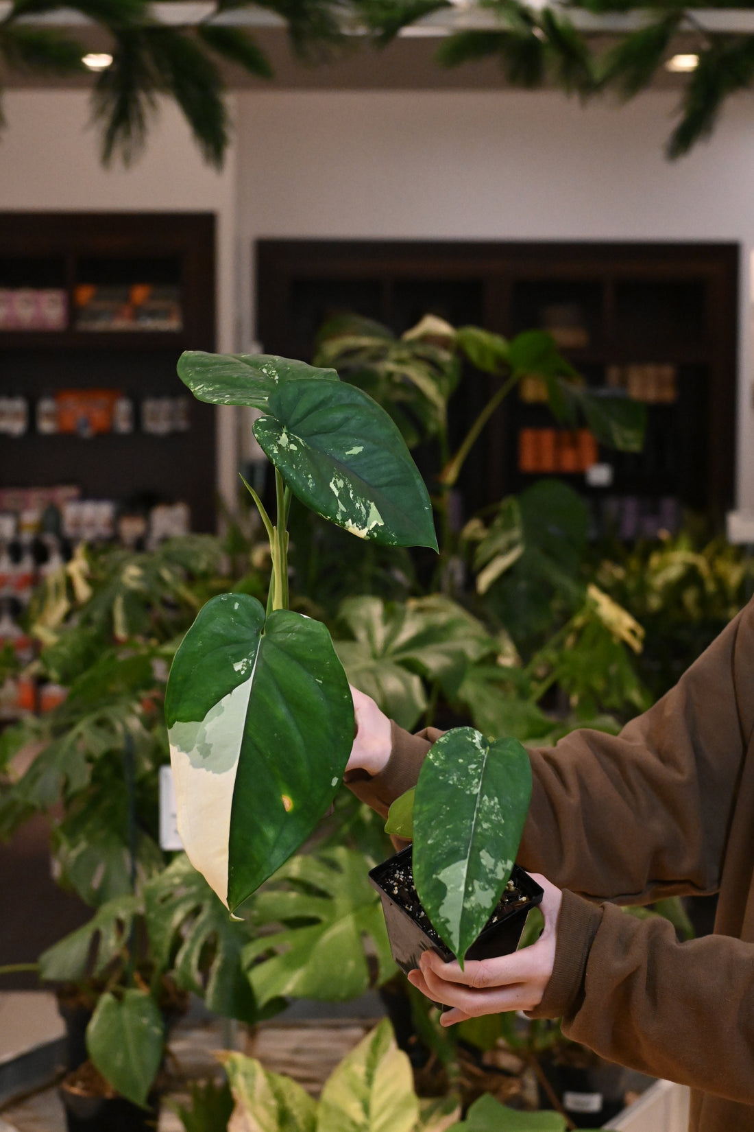 Syngonium Chiapense Variegated