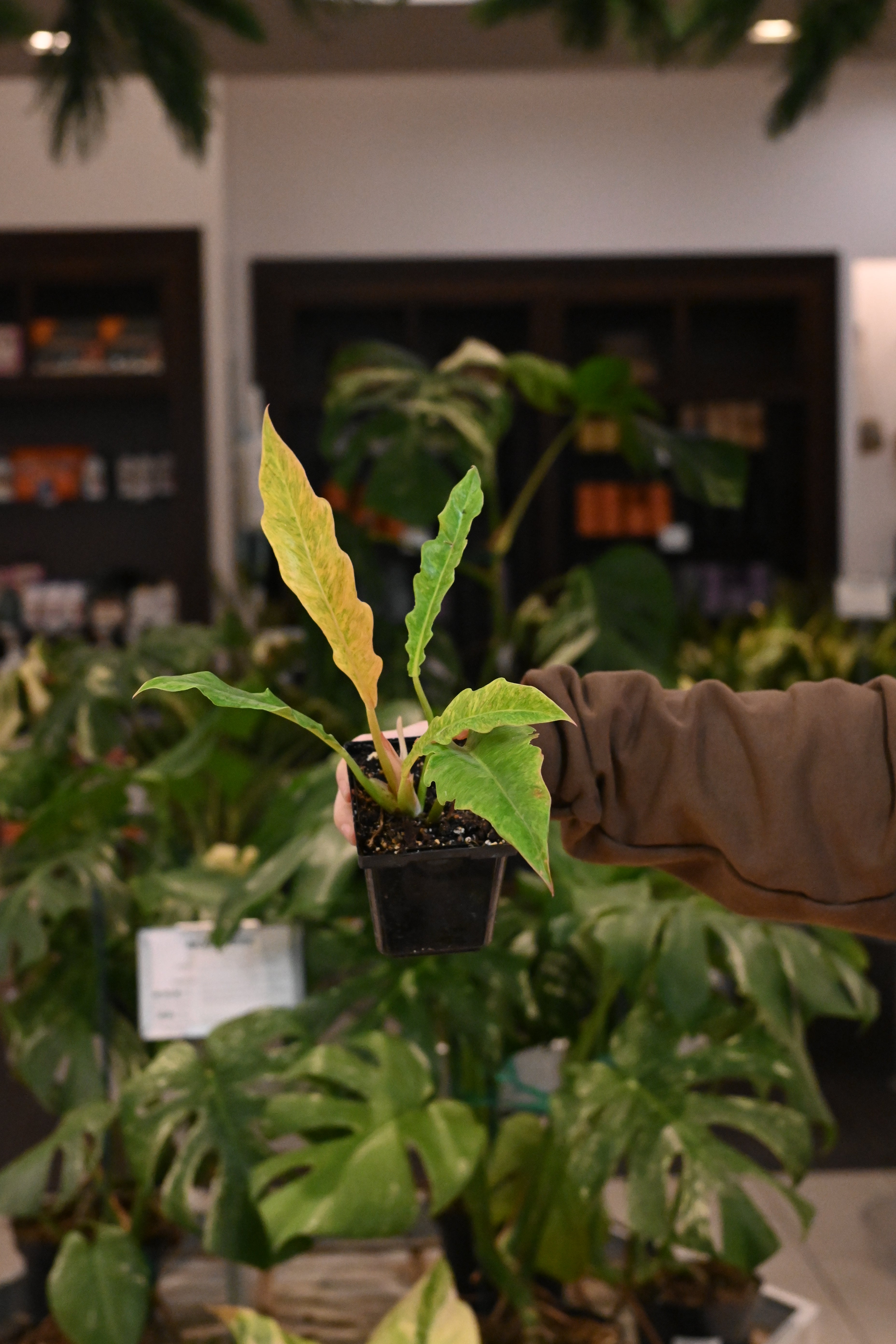 Philodendron Golden Crocodile Variegated