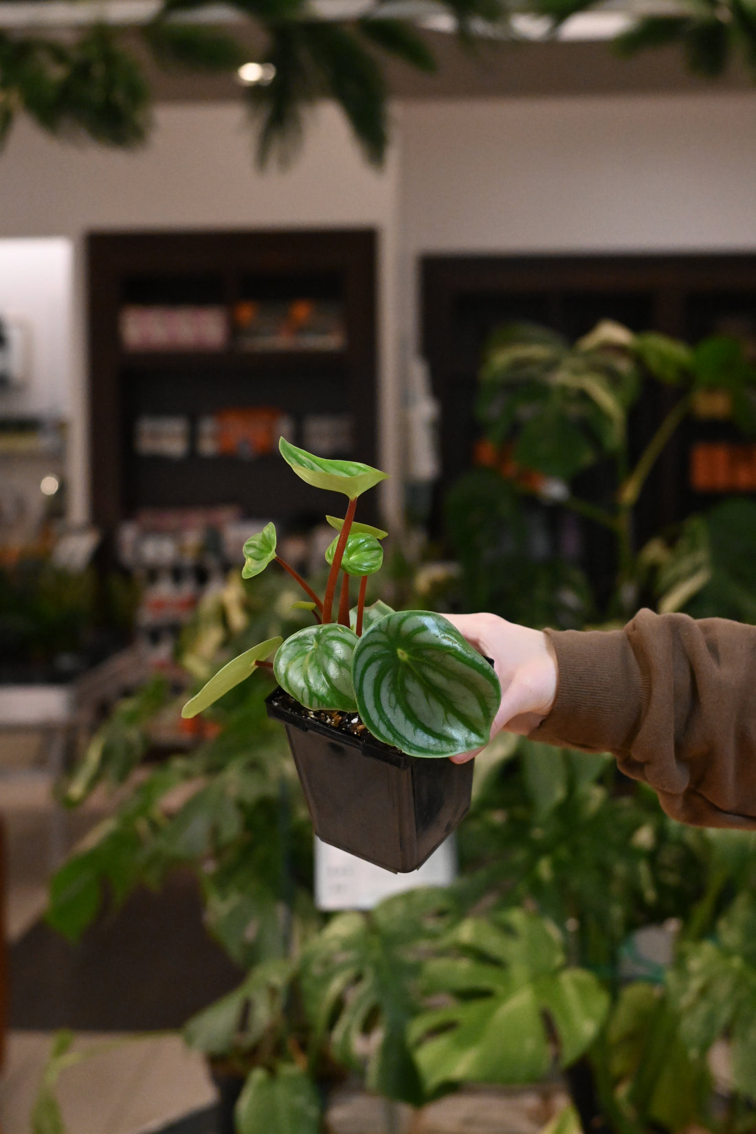 Peperomia Watermelon