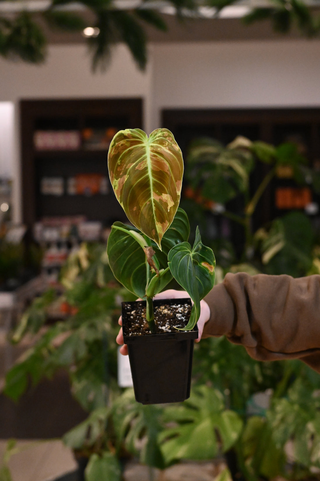 Philodendron Melanochrysum Variegated