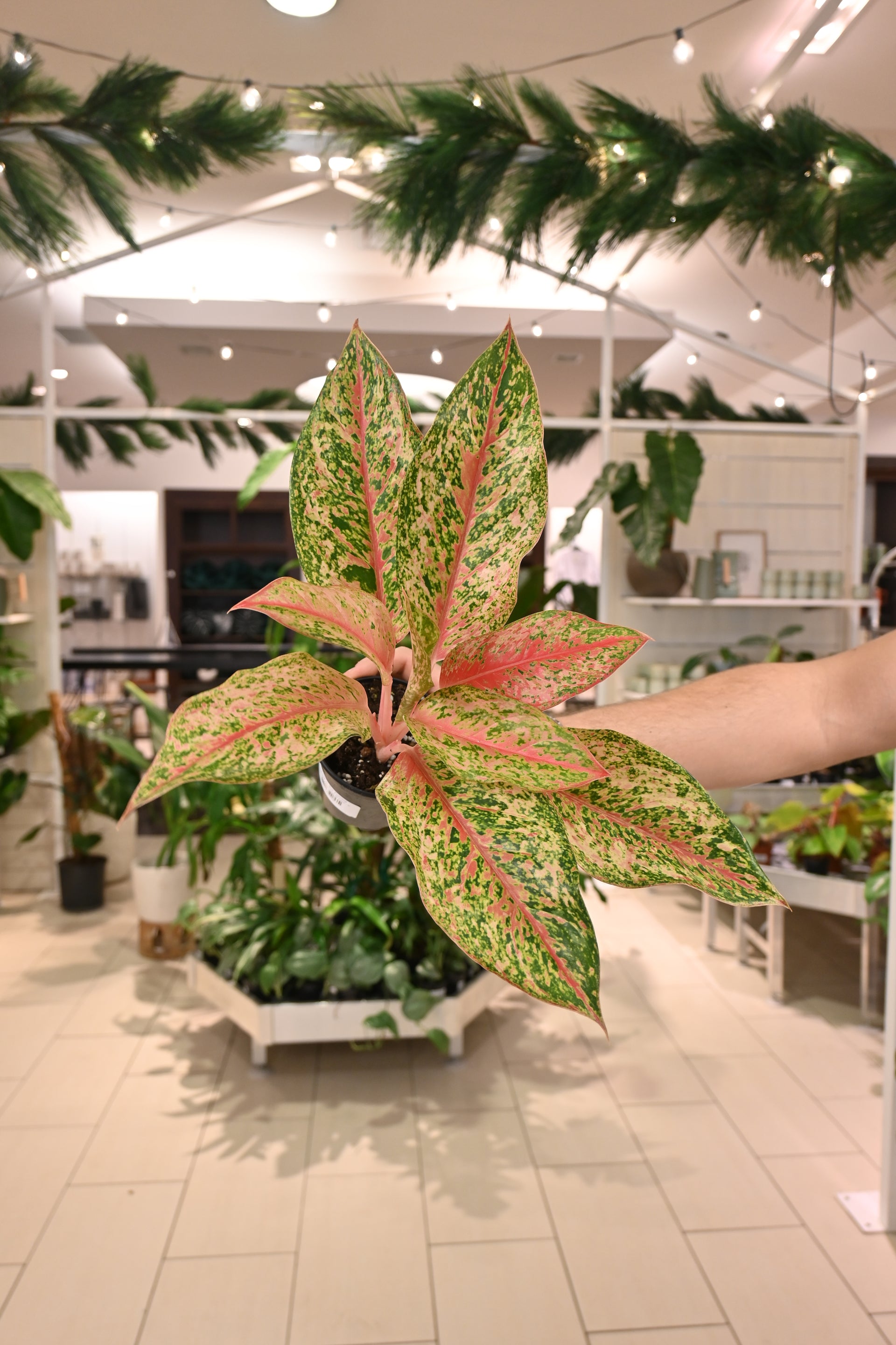 Aglaonema 20 Karat – Lost in the Forrest