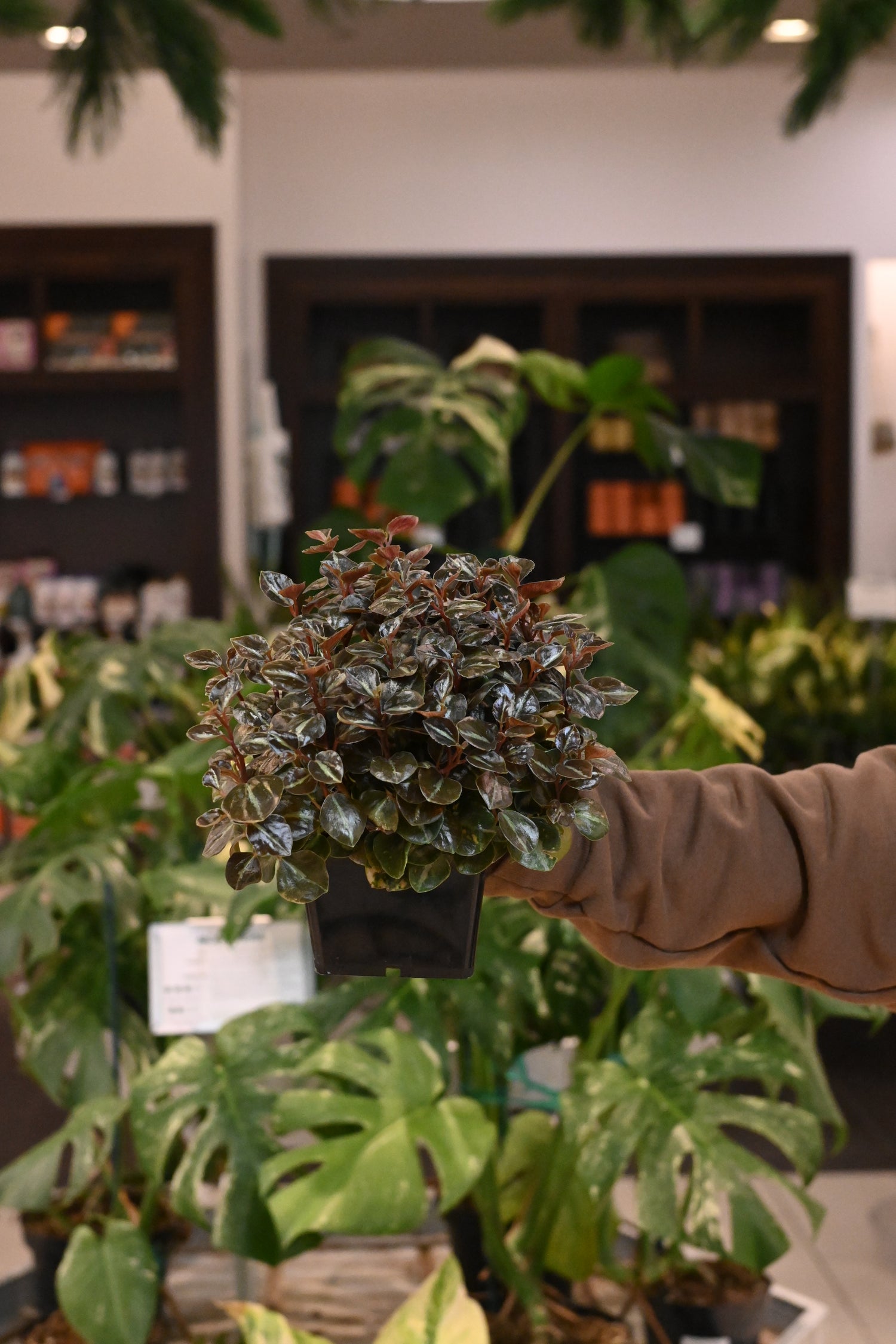 Peperomia Creme Brulee