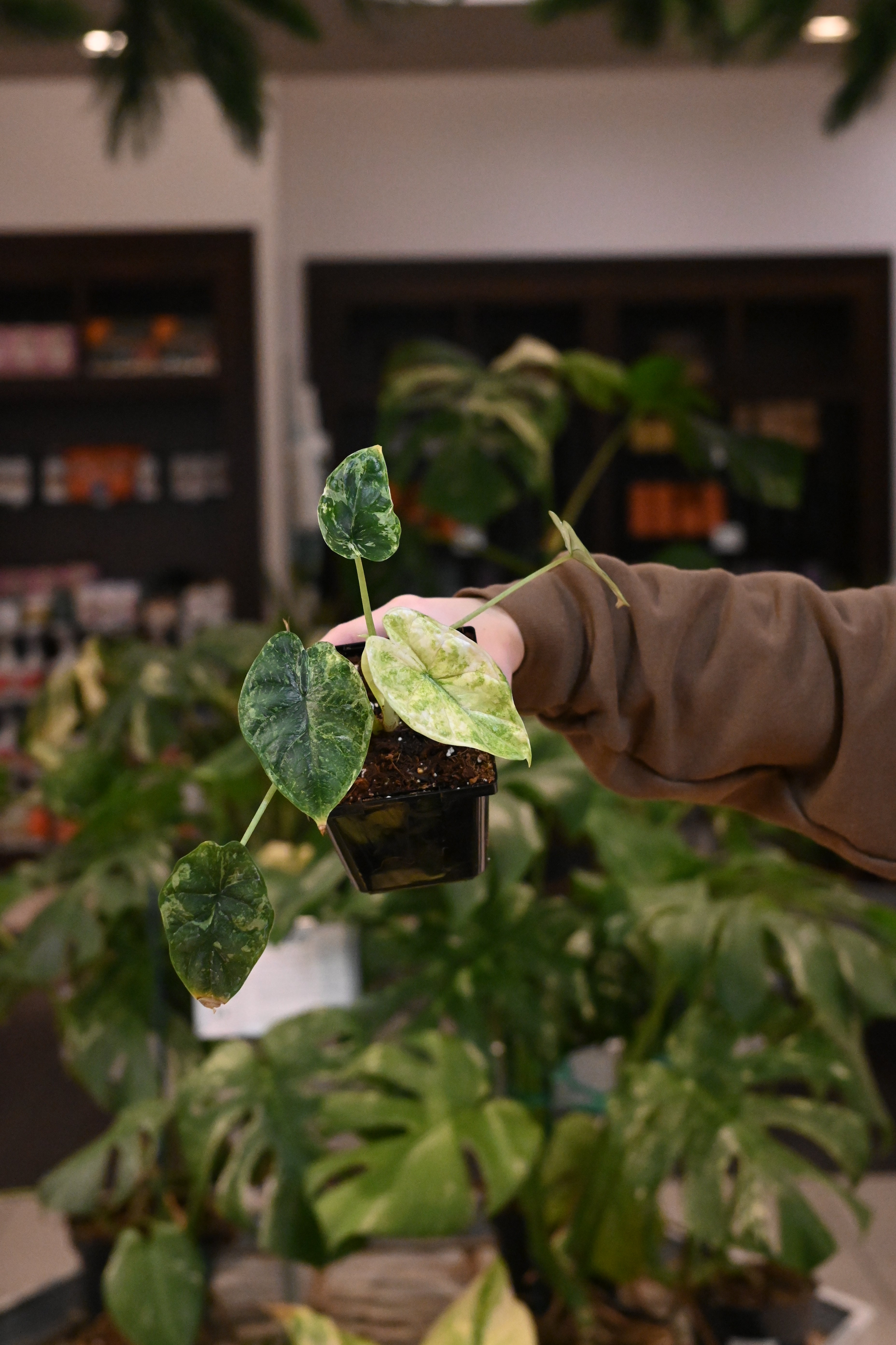 Alocasia Dragon Scale Variegated – Lost in the Forrest