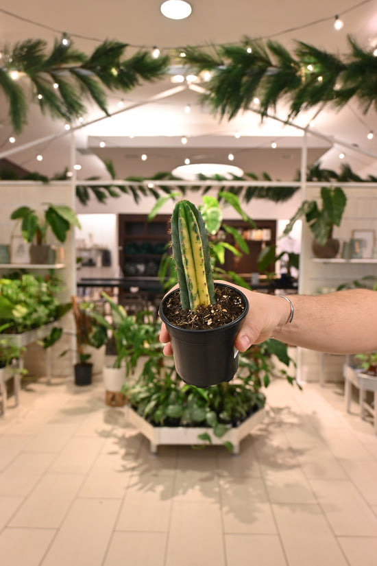 Blue Candle Cactus Variegated