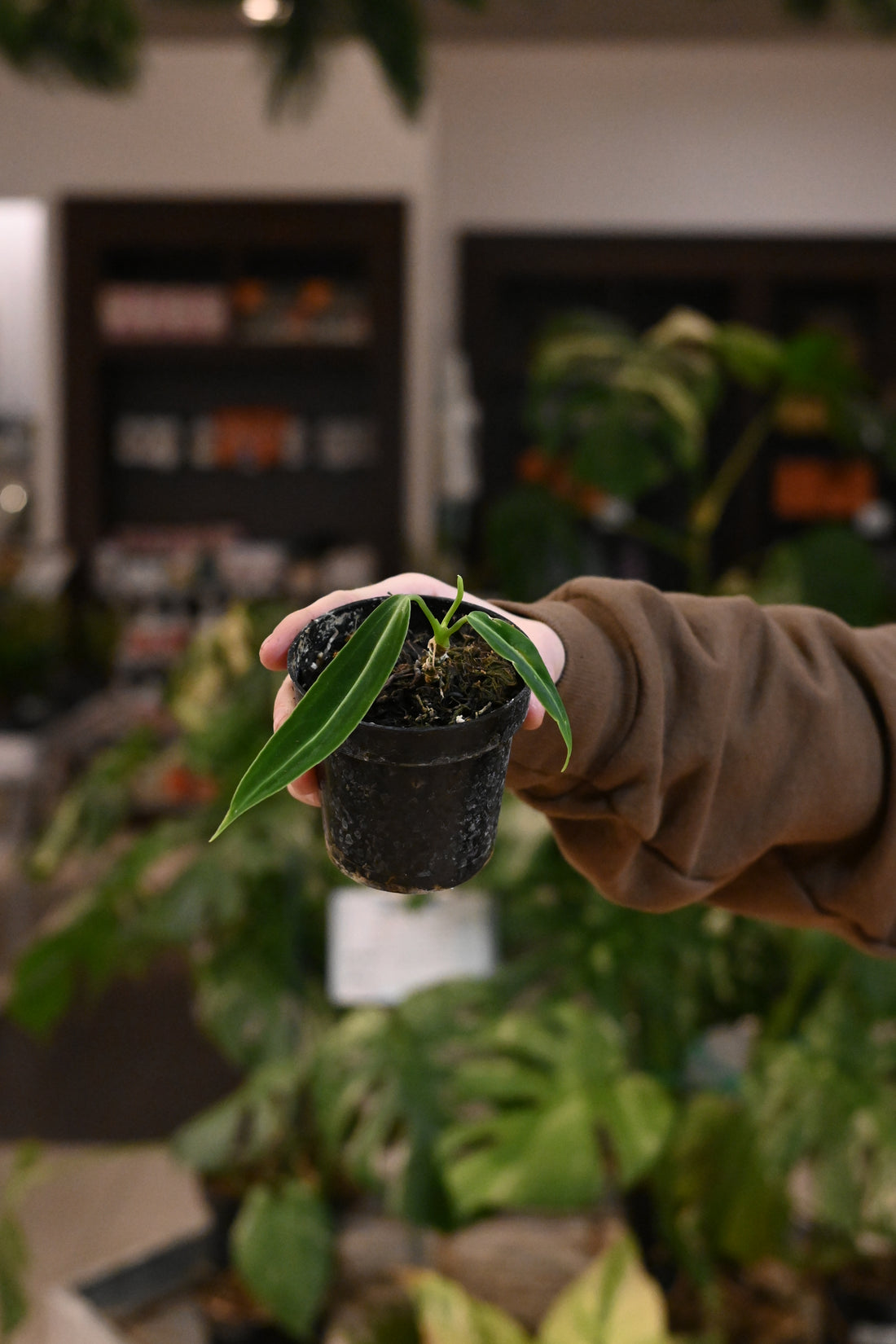 Anthurium Warocqueanum &