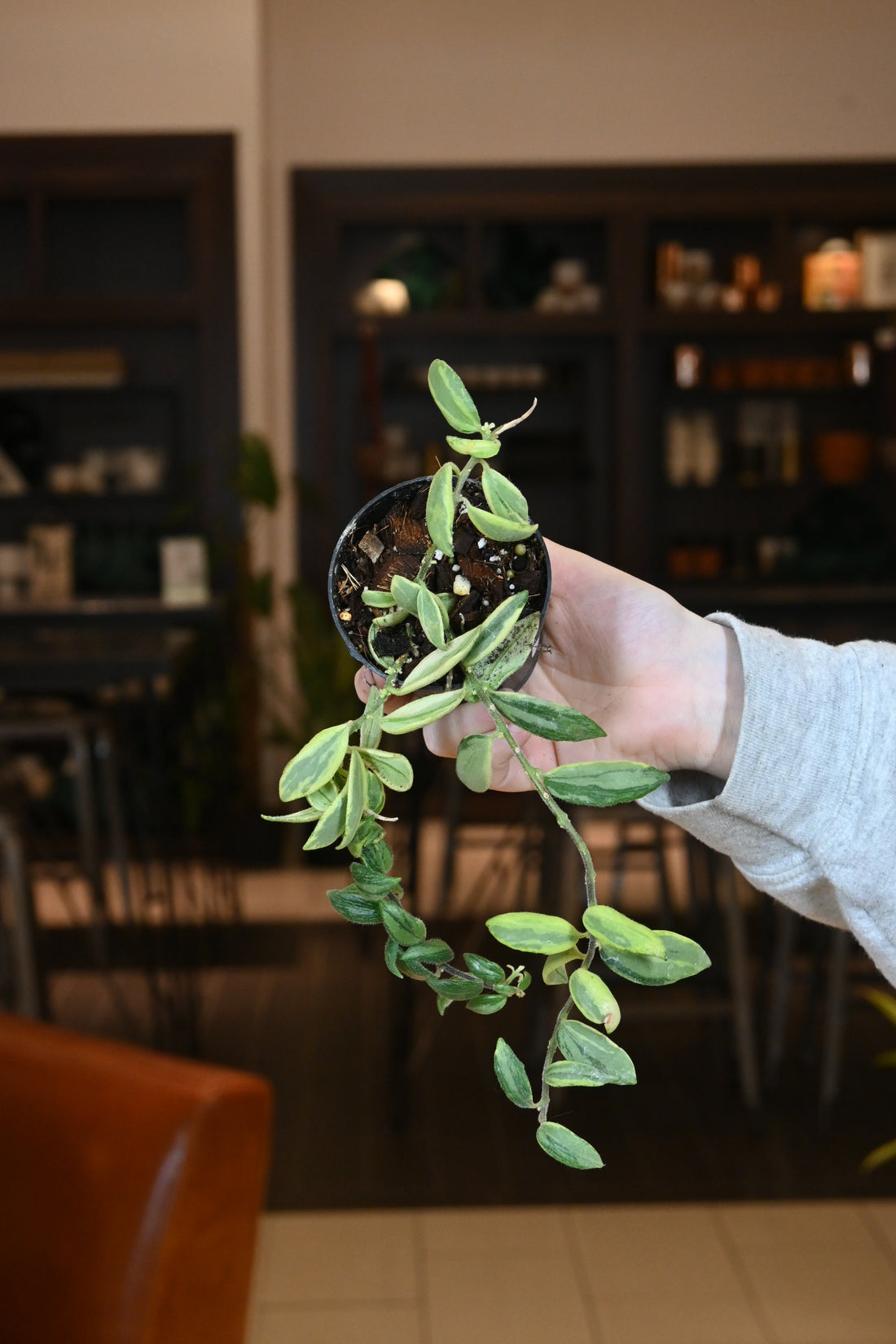 Variegated Lipstick Twister