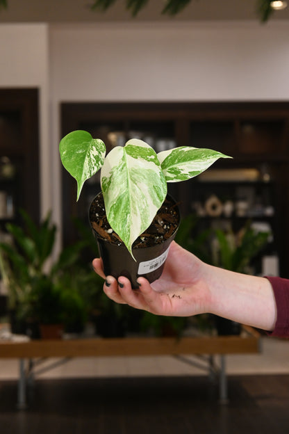Monstera Albo