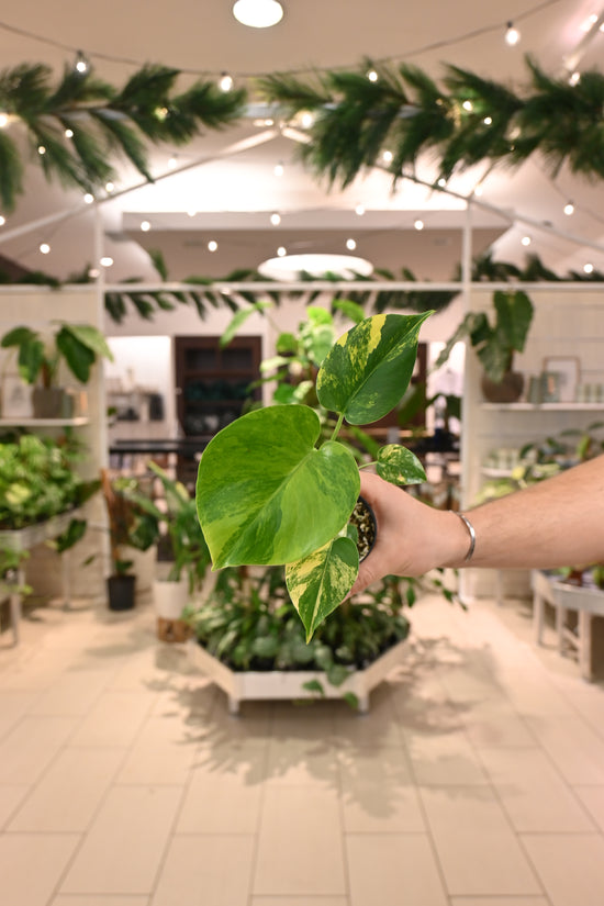 Monstera Aurea (Large Form)