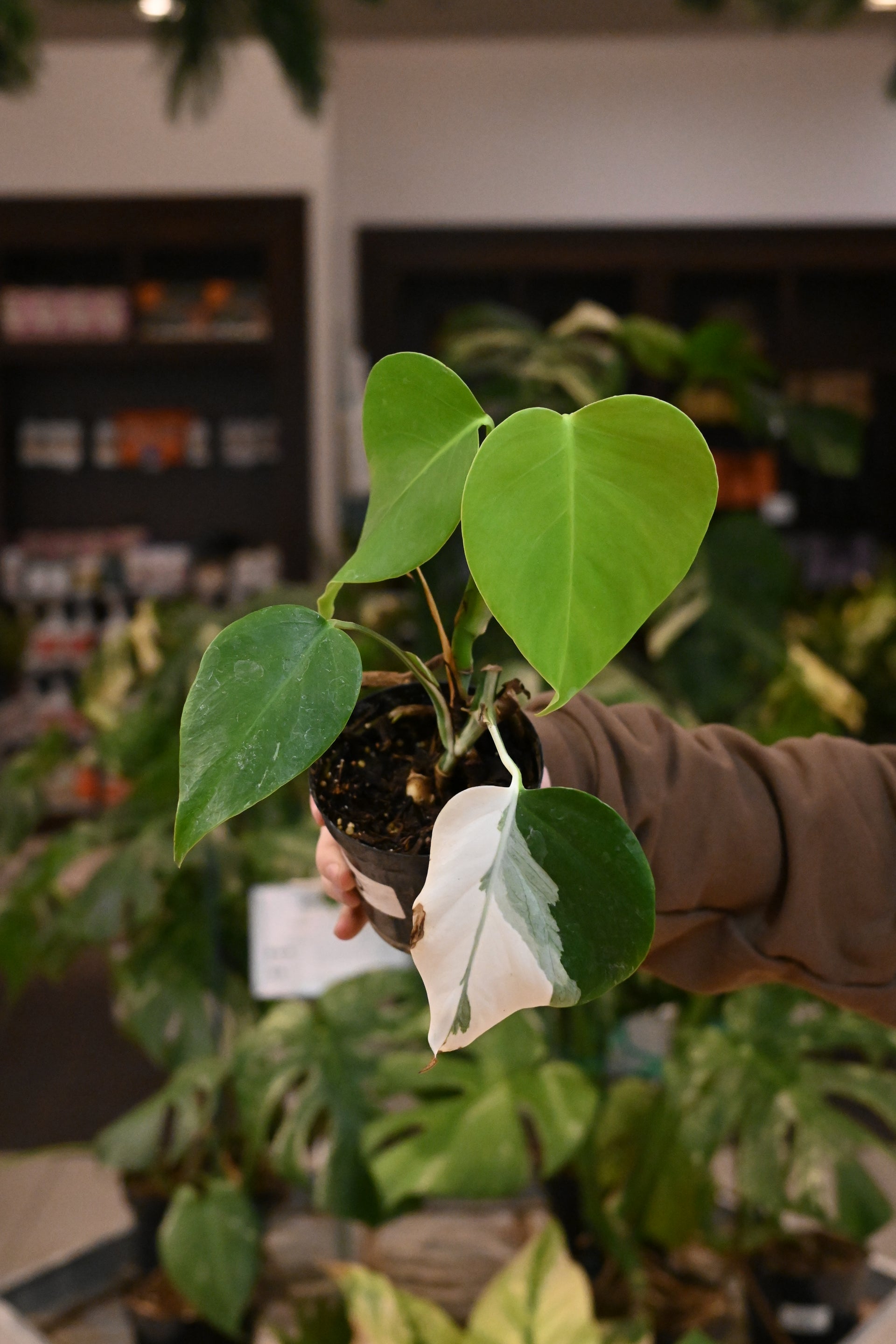 can monstera albo revert Monstera Albo Reverting/Reverted – Lost in the Forrest