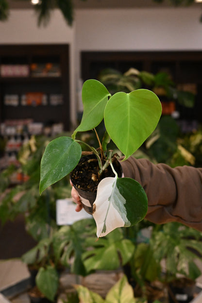 Monstera Albo Reverting/Reverted
