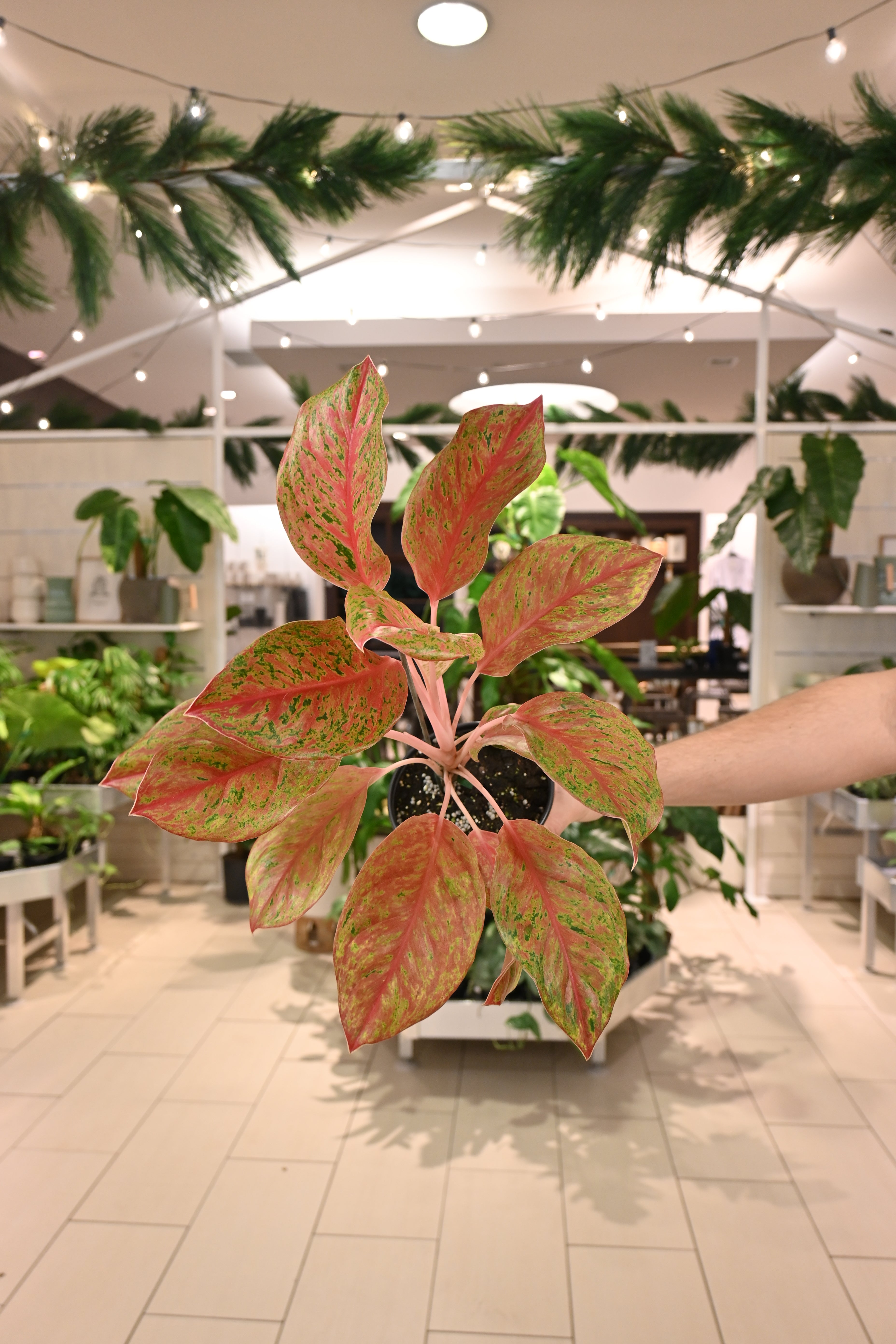 Aglaonema Kuak Mongkol