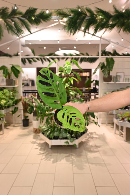 Monstera Esqueleto
