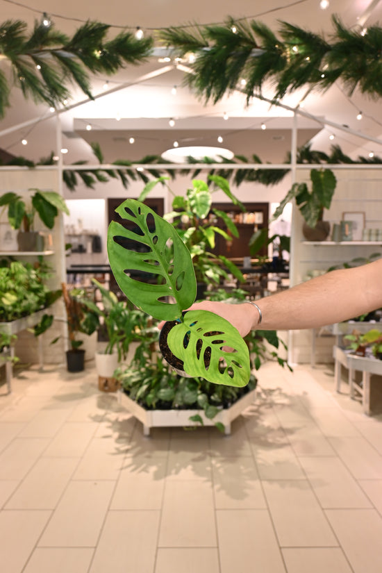 Monstera Esqueleto