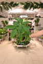 Money Tree