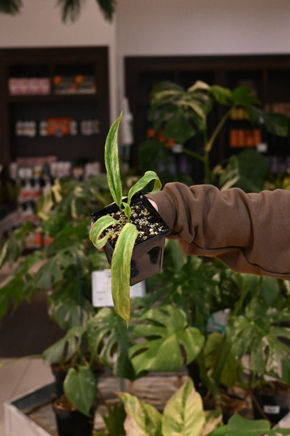 Anthurium Vittariifolium Variegated
