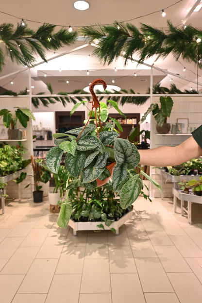 Scindapsus Exotica
