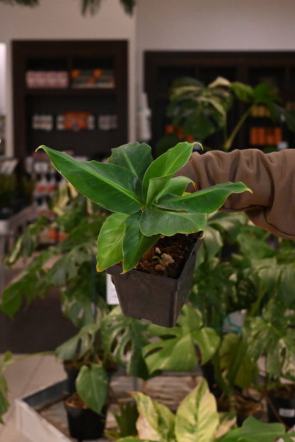 Musa Banana Aurea