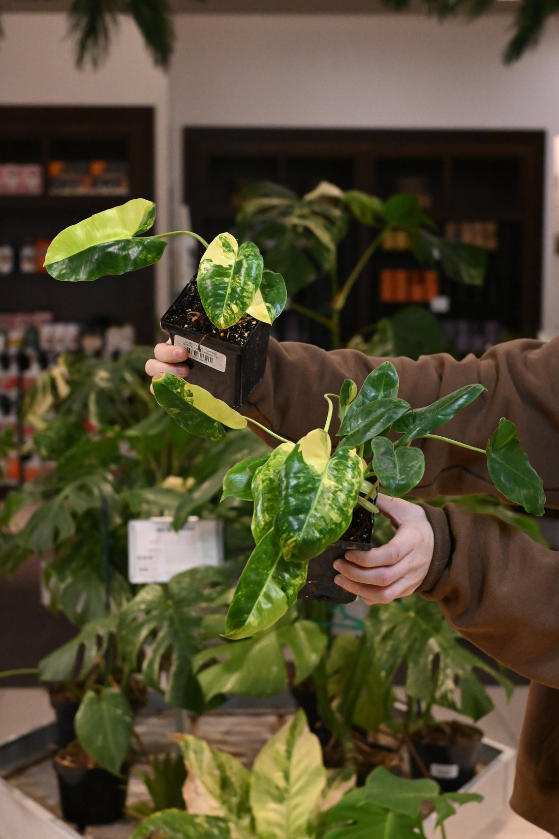 Philodendron Variegated Burle Marx