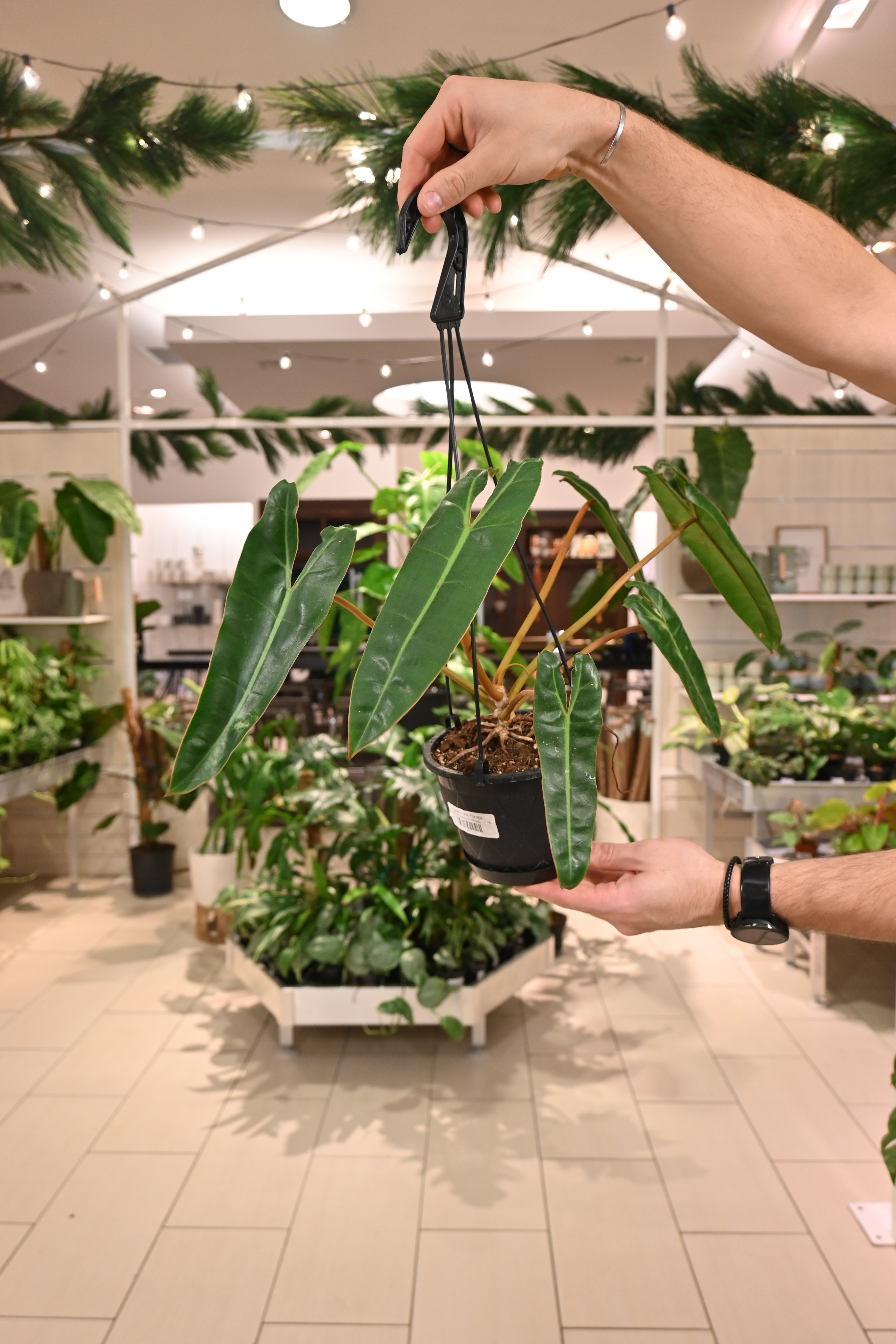 Philodendron Billietiae