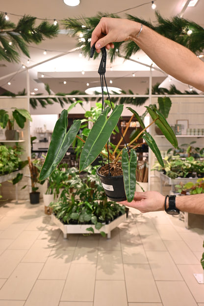 Philodendron Billietiae