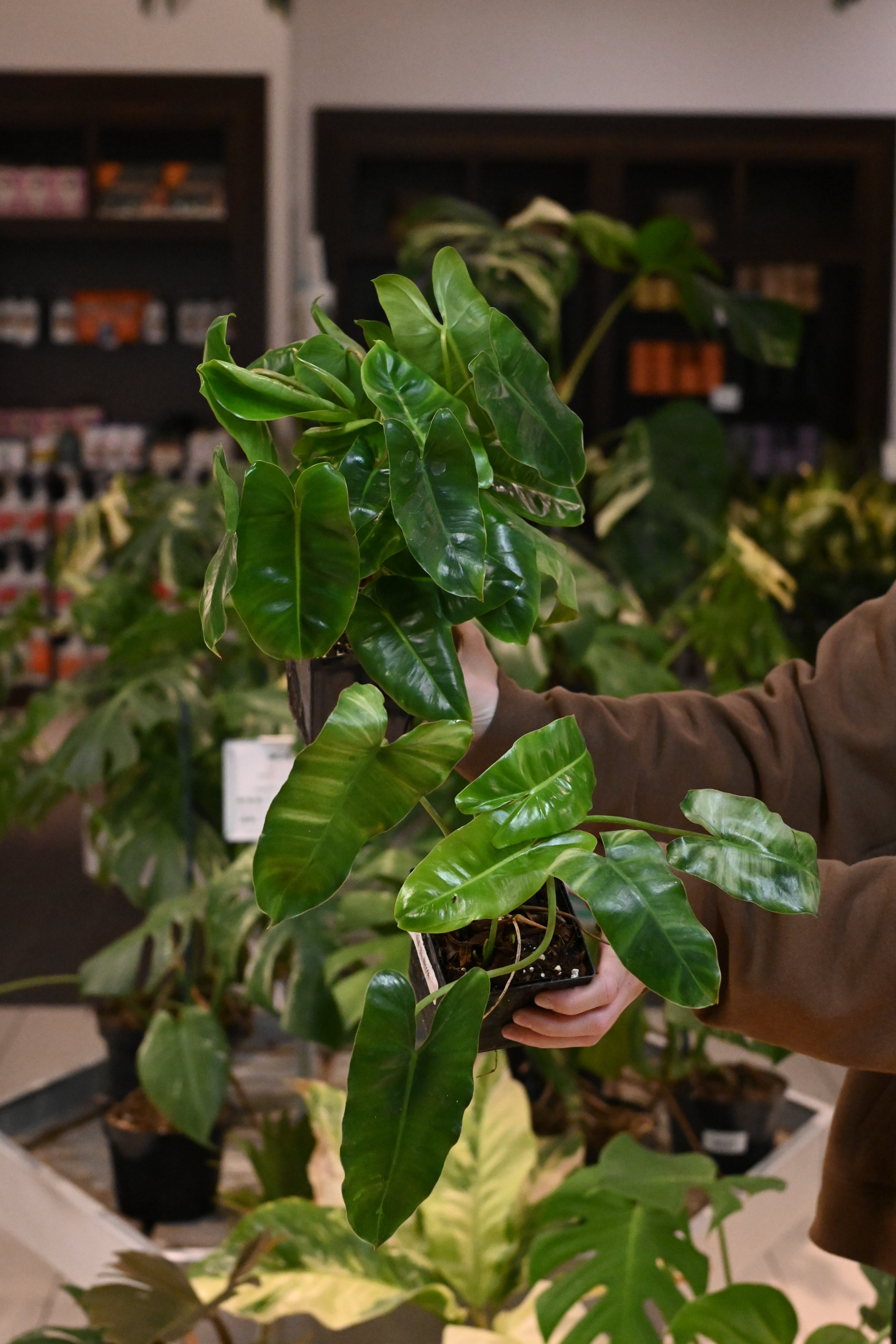 Reverted Philodendron Burle Marx