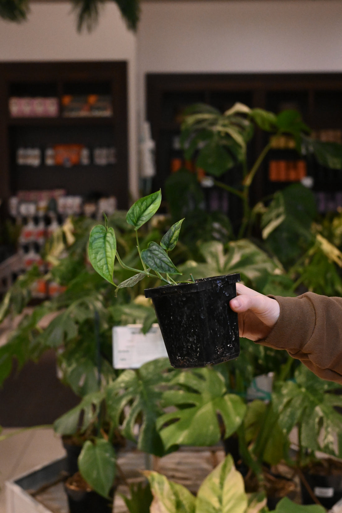 Monstera Siltepecana Variegated