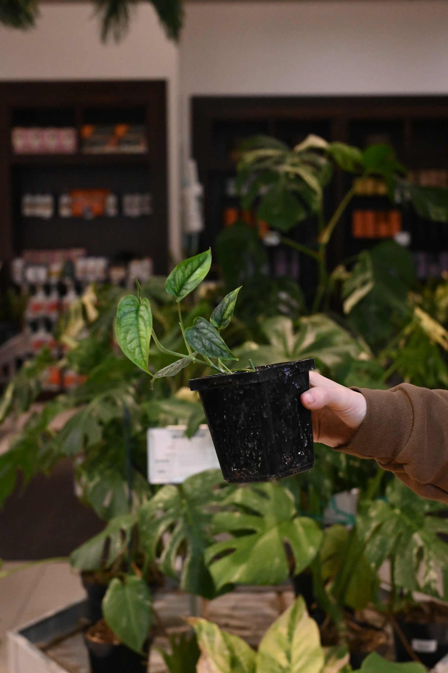 Monstera Siltepecana Variegated