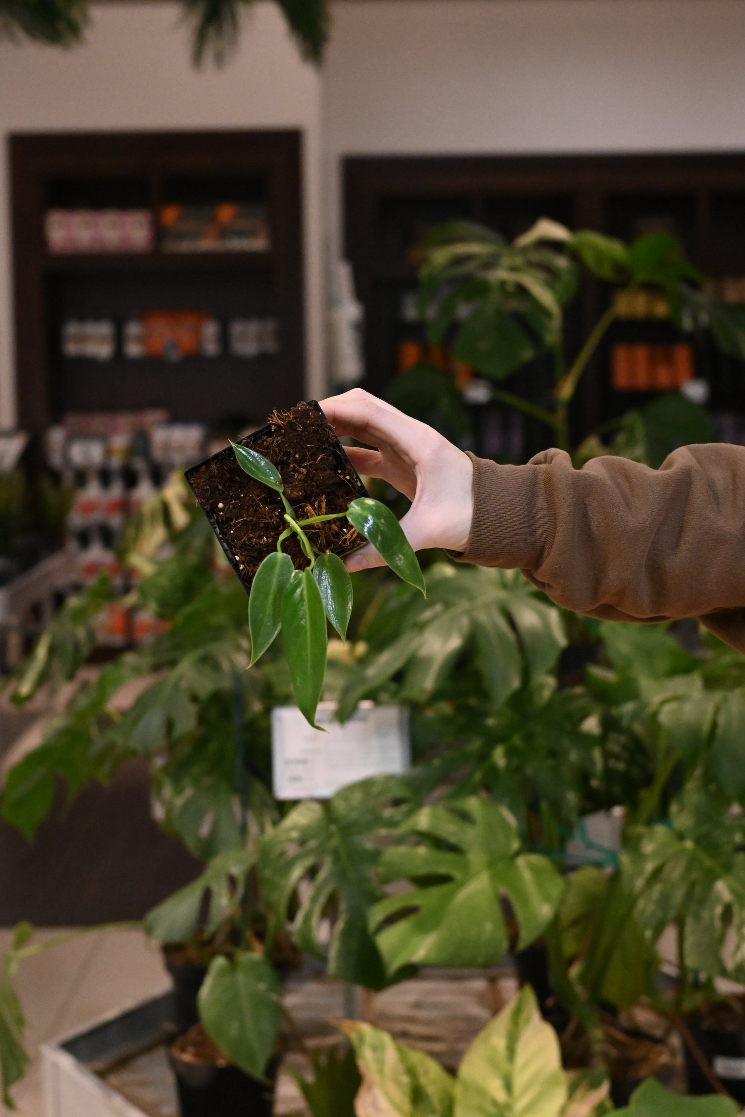 Philodendron Spiritus Sancti