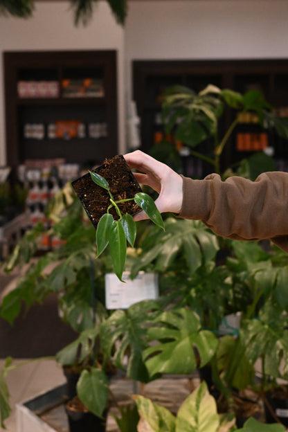Philodendron Spiritus Sancti