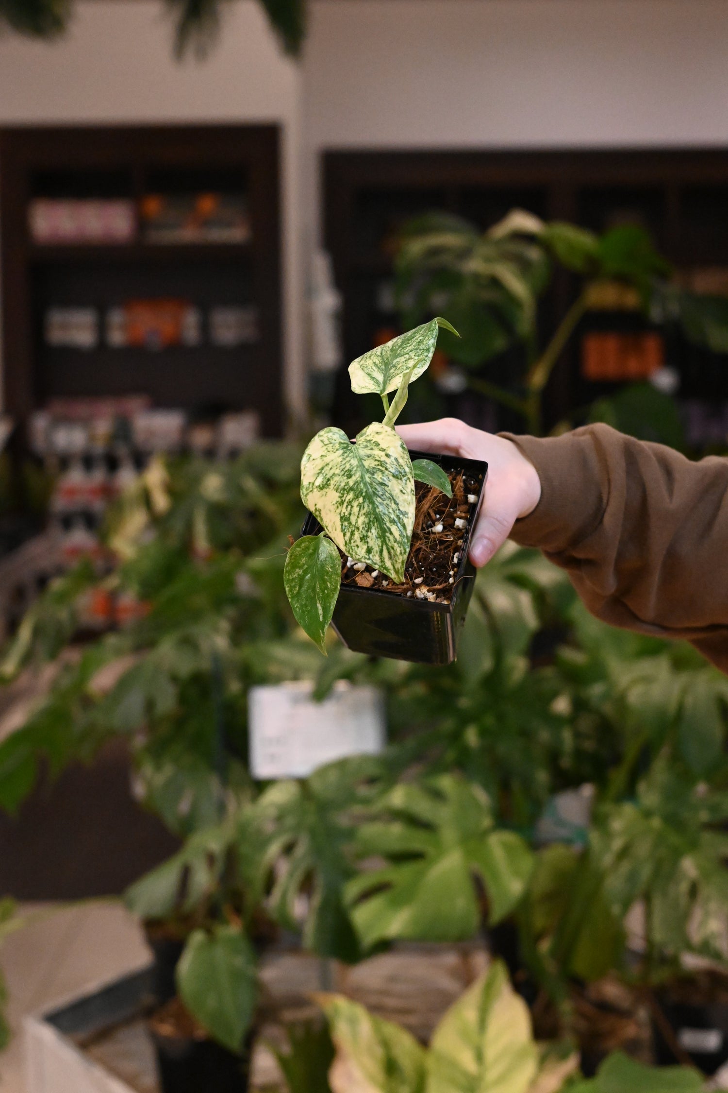 Mint Monstera White Monster