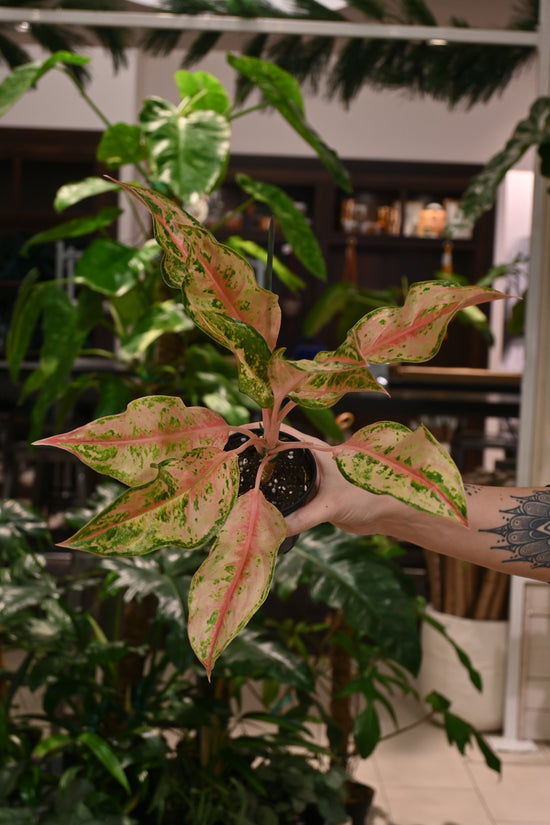 Aglaonema Aladin