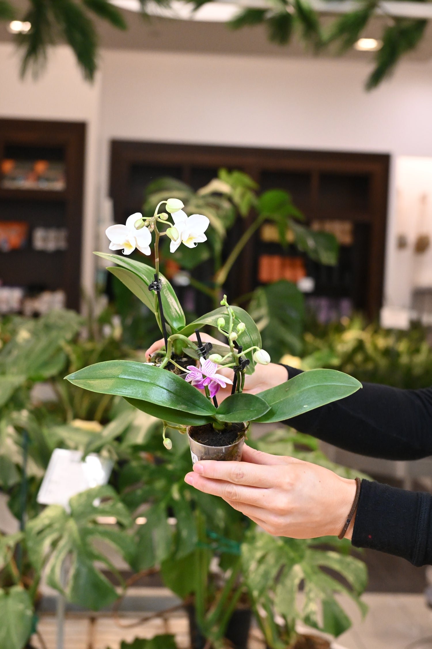 Phalaenopsis Orchid