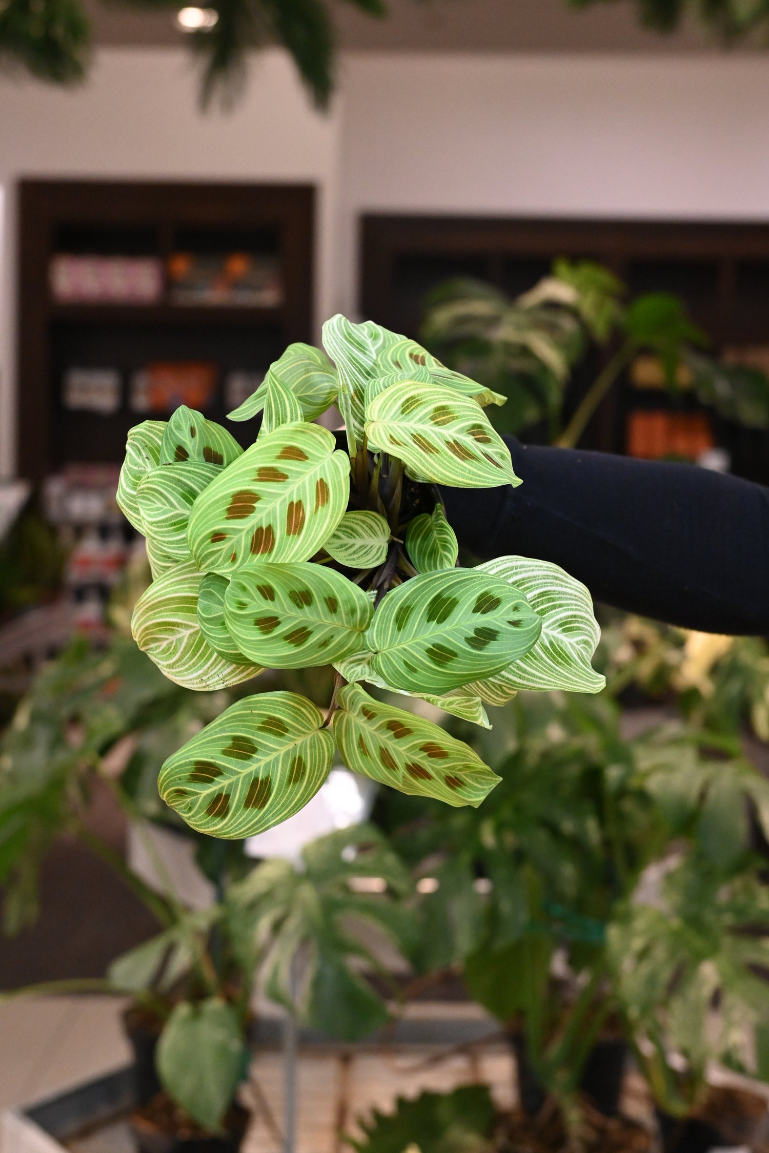 Maranta Gold Lines
