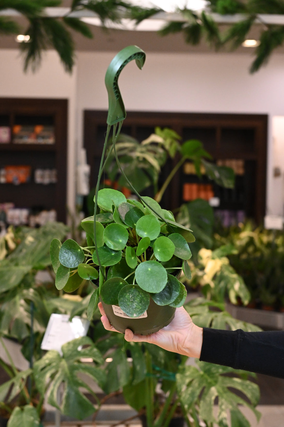 Pilea Peperomioides