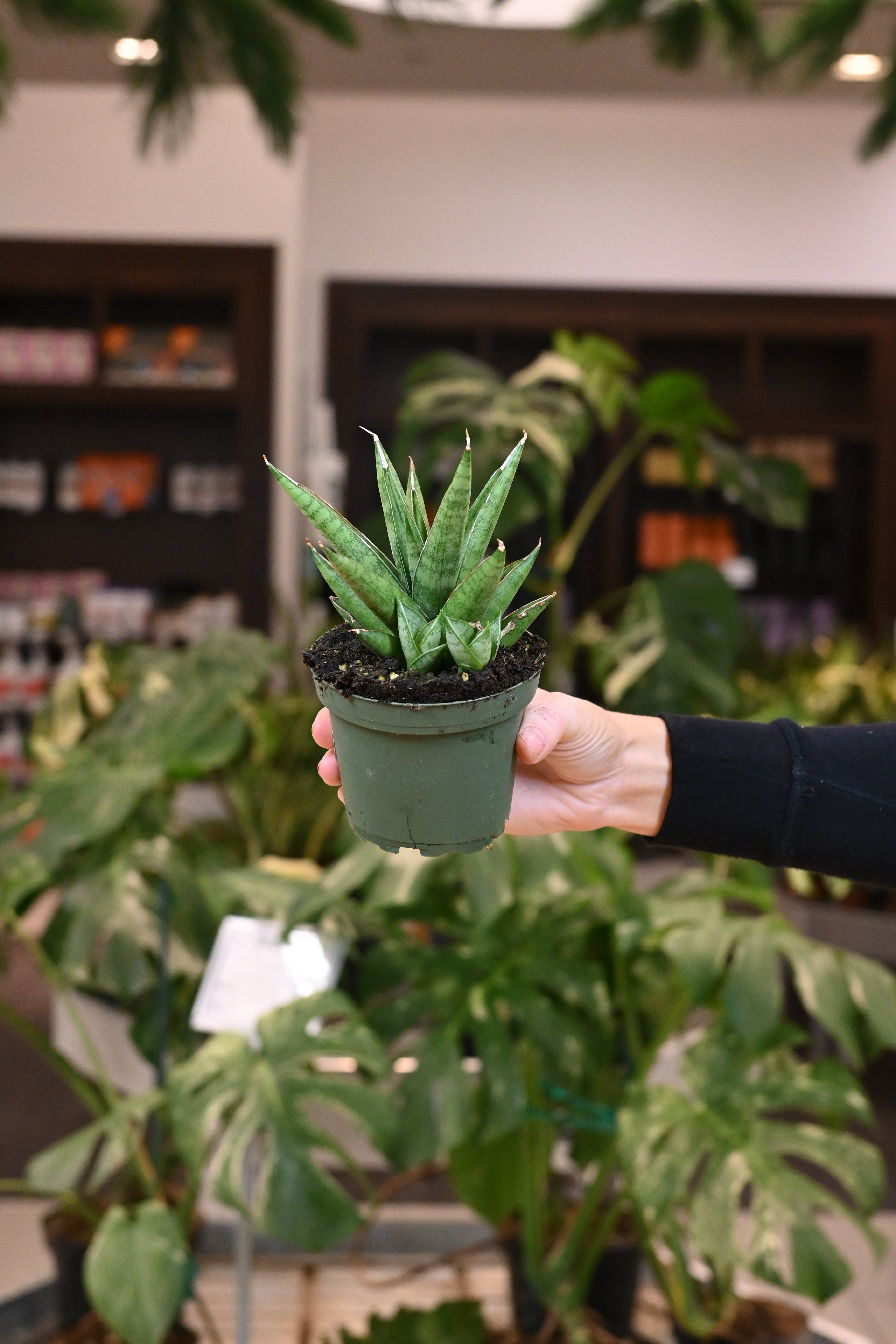 Sansevieria Rockman