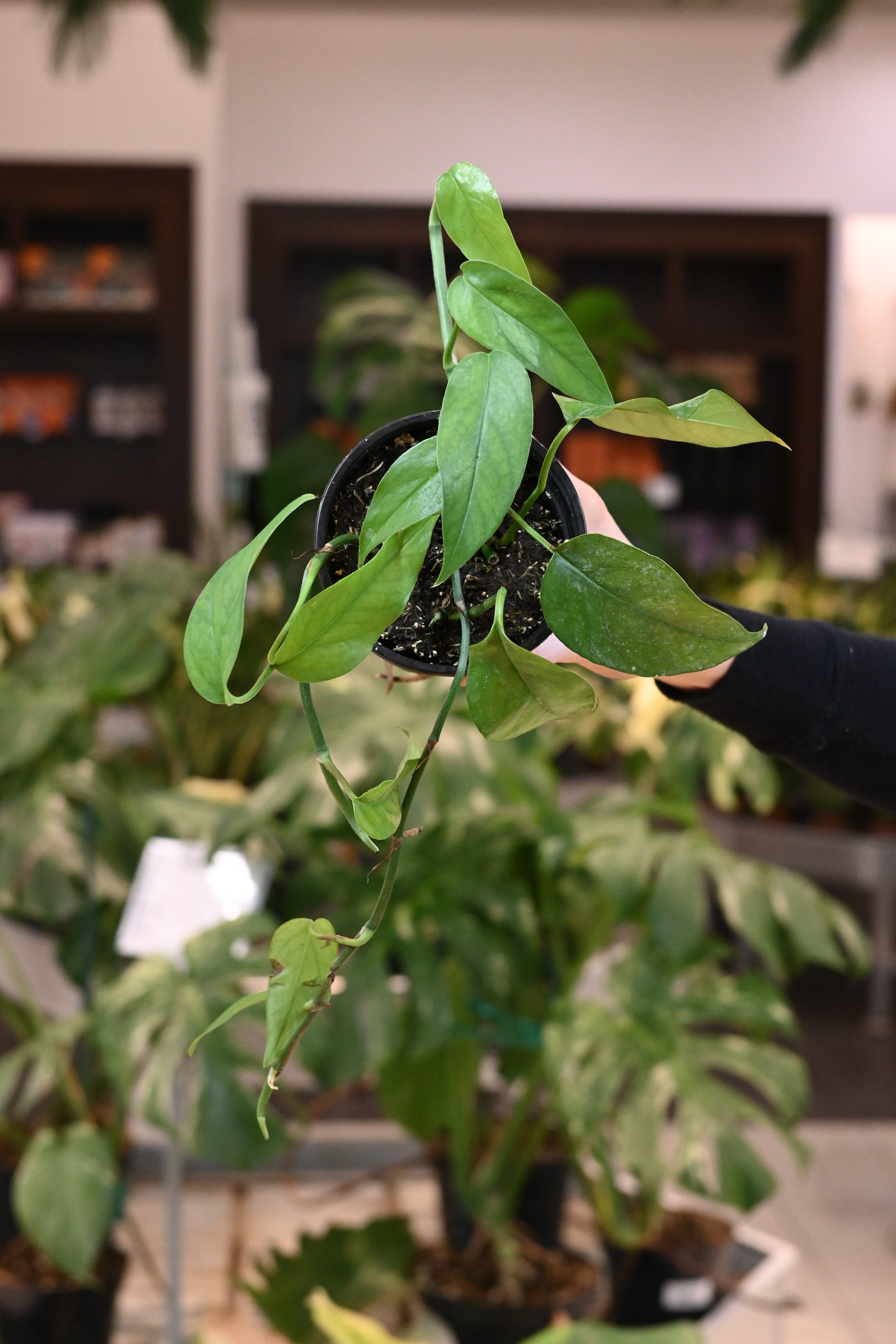 Epipremnum Baltic Blue