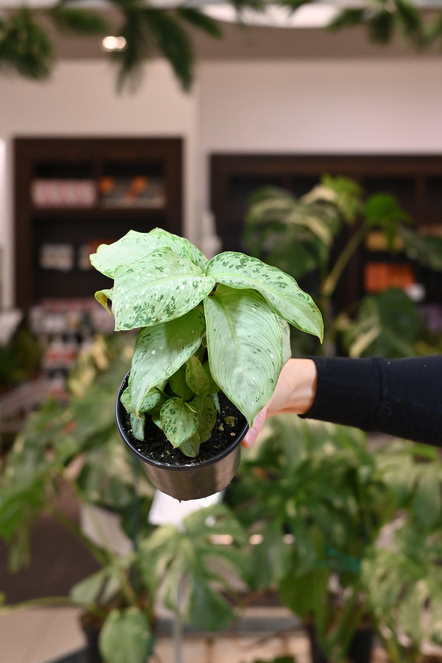 Dieffenbachia Snow